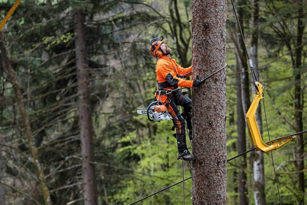 tree pruning services sydney