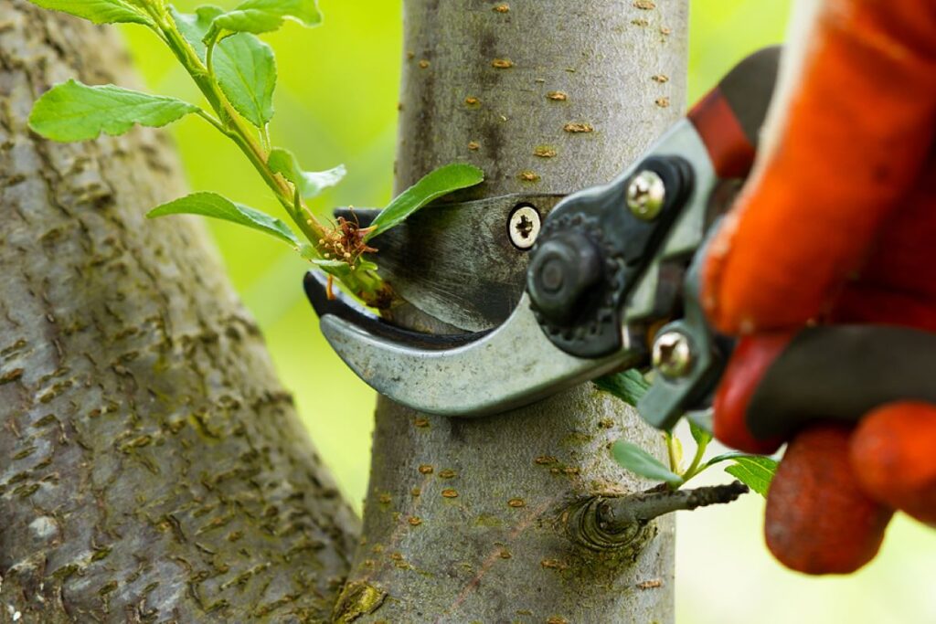 tree pruning services sydney